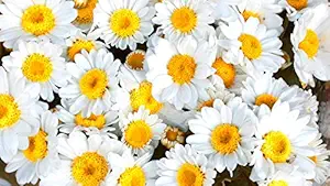 ISEE 360White Daisy Sunflowers Wall Laminated Posters for Home Living Kids Study Bed Room Kitchen Office Decor Stylish Printed Wall Poster 300 GSM L X H 17 X 12 Inches