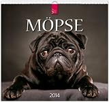Möpse 2014: Original Stürtz-Kalender - Mittelformat-Kalender 33 x 31 cm [Spiralbindung] by 