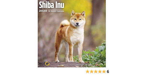 amazon shiba