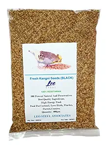 Daily Diet kangni Seeds for Budgies, cockatail, Lovebirds Food (Black) -900gm