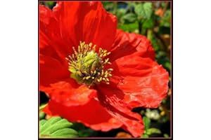 100 ROUGE PAVOT DE CALIFORNIE Pavot de Californie Graines de fleurs