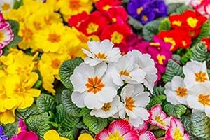 WHIN HILL NURSERIES 12x Spring Flowering Primrose Plants, Garden Ready Bedding Plants. Not Plug Plants