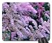 Produktbild Lavendel Ice Prachtspieren Mauspad, Mousepad (Blumen Mauspad)
