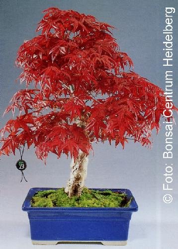 Graines D'Érable Du Japon Pourpre - Kit Cadeau Saflax | 20 Graines Acer Palmatum Atropurpureum + Instructions
