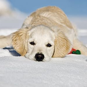 Dogs 2016: Broschürenkalender mit Ferienterminen