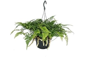 Exotenherz - Tarantel-Farn, Vogelspinnen-Farn, Spinnenfarn, Humata tyermannii, Davallia, Zimmerpflanze, 14cm Ampel-Topf zum Hängen