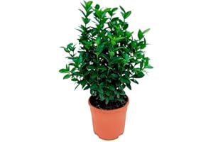 Verdecora Euonymus Japonicus | Evonimus, Evonimo, Bonetero de Japón | Planta Arbusto natural de exterior (Maceta 5L)