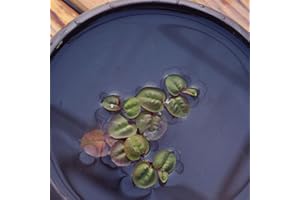 Haloppe 100 Pz Semi di Piante per la Piantagione del Giardino di Casa, Semi di Piante Giacinto D'acqua Pistia Hottonia Ludwigia Pond Decor H