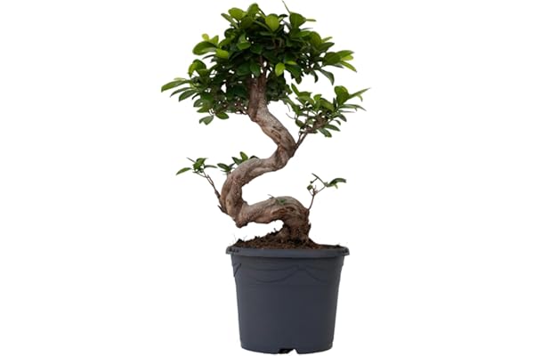 Plant in a Box - Ficus Ginseng en forme de S - Japonaise Bonsaï - Plante d'intérieur naturelle - Pot 20cm - Hauteur 55-65cm