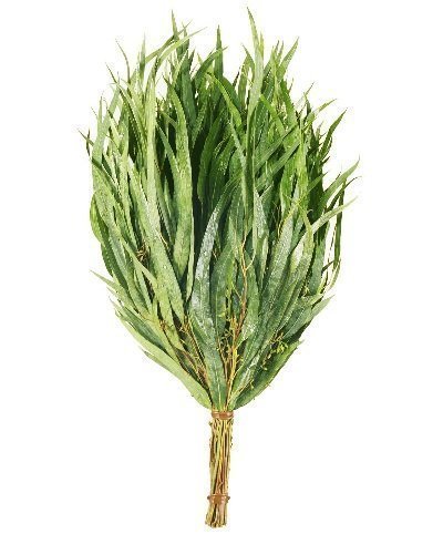 Sauna - Eukalyptusreisig - luftgetrocknet