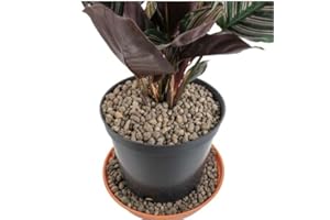 AP SUPPLIES 5Liter Grade 4mm-8mm Clay Pebbles, Hydroton or LECA-Lightweight Expanded Clay Aggregate, Heated Clay - used in hydroponic systems, aquaponics, and as a growing medium for plants.