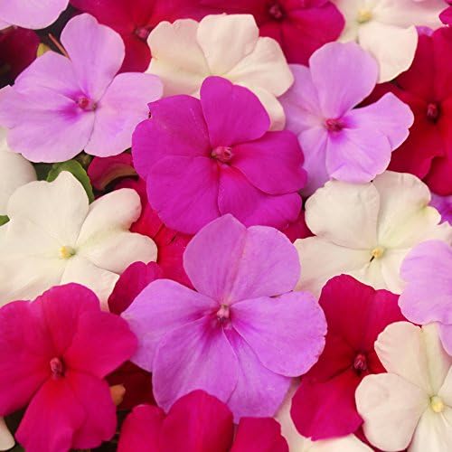 JPD Plants Busy Lizzie Blue Symphony Bedding Plants (70 Ready)