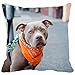 Produktbild Pillowcases Home Decor Design Animal Dogs Bandana Leash HD Animal Diy Pillow Cases Cover Throw Size Personalized 20inchX20inch