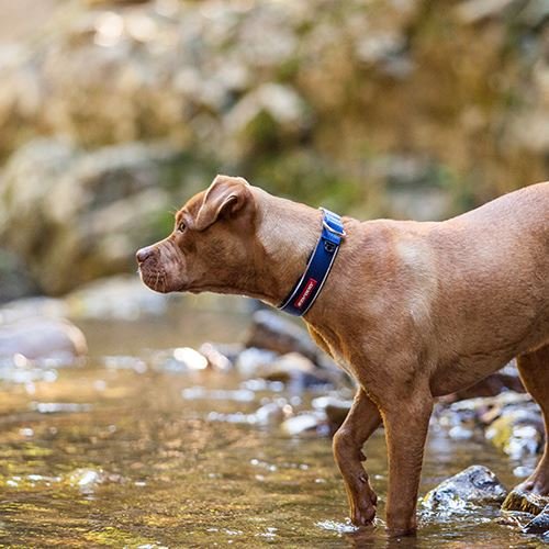 EzyDog-Neo-Classic-Dog-Collar-Top-Quality-Durable-Reflective-Easy-Clean-Comfy-Green-Camo