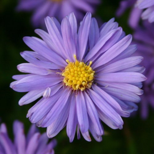 lichtnelke – Kissenaster (Aster dumosus) blau MITTELMEER - 2