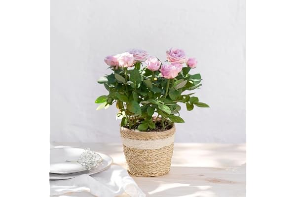 Fleurs et Délices - Rosier Rose Avec Cache Pot - Plante d'Intérieur ou Plante Exterieur - Cadeau Fête des Grands-Mères - Idée Cadeau Femme - Cadeau Mamie - Cadeau Fête des Mères