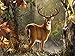 Produktbild Northwest Art Mall dreibinden Deer Herbst Kunstdruck Dona Gelsinger:, 18 von 24