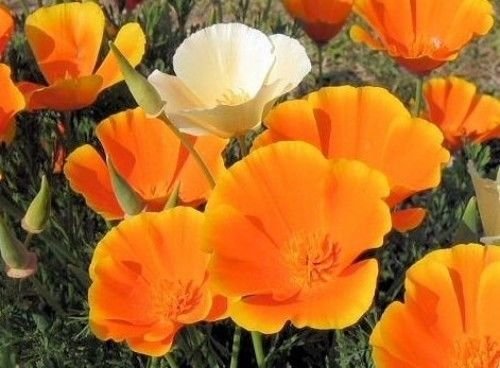 Kalifornischer Goldmohn - Mohn - 500 Samen
