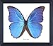 Produktbild Die GIANT blau Morpho Schmetterling (Morpho didius) Gerahmter & montiert unter Glas, Schmetterling TAXIDERMIE Home Decor