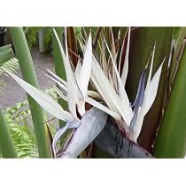 10 Samen Paradiesvogelblume Strelitzia reginae, Kbelpflanze : Amazon.de:  Garten