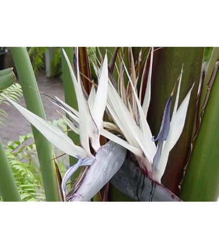 Weisse Paradiesvogelblume - Strelitzia nicolai - 5 Samen !!! Baum  Strellitzie : Amazon.de: Garten