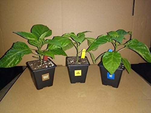 3X 7cm Super-hot Red Alert Chilli Plant Pack incl Ghost, Moruga and Reaper
