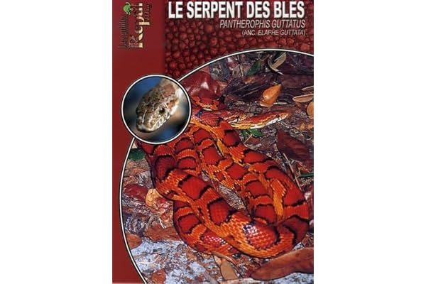 Le serpent des blés: Pantherophis guttatus (elaphe guttata)