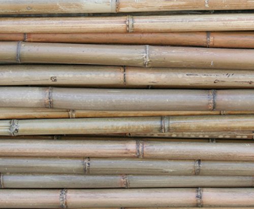 Bambusrohr Moso 200cm gelbbraun Durch. 2 bis 4cm, hitzebehandelt – Bambus Rohr Bambus Latten farbige Bambusrohre Bamboo Bambus Halbschale Bambusstangen –> großes Sortiment an Bambusrohre und Rohre aus Bambus Bambus-Rohre - 5