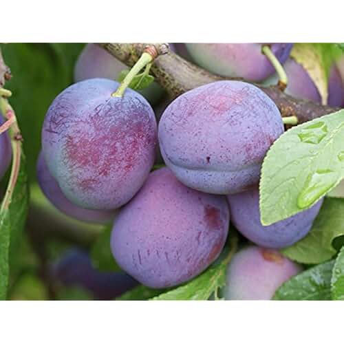 Amazon.co.uk dwarf plum tree