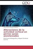 Image de Alteraciones de la actividad cortical en perros sanos anestesiados: Electroencefalografía y Mapeo Cerebral Canino