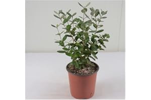 TOKISO Pianta Feijoa Sellowiana - Dimensione Vaso Vaso 14cm