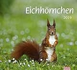 times&more Eichhörnchen Bildkalender - Kalender 2019 by
