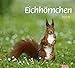times&more Eichhörnchen Bildkalender - Kalender 2019 by