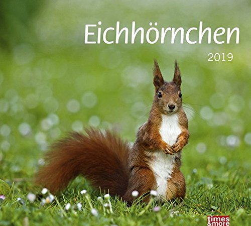 times&more Eichhörnchen Bildkalender - Kalender 2019