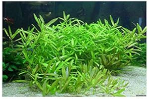 PondPlantsUK Hygrophila polysperma-submerged - Aquarium Plants