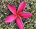 Produktbild Herrliche PLUMERIA Fragrant Welle Rage 2 Stecklinge + 1 13â€ 2tips  by Farmerly