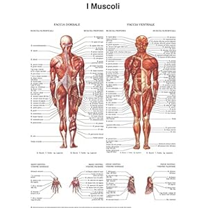 Poster di muscoli - Quick Reference Chart