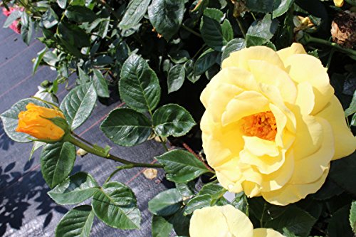 Rose Gelber Duft – Kräftige Pflanze im 6lt Container - 6
