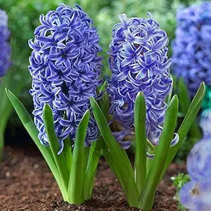 FernsFly IMP. Hyacinth Aromatic Charming Flower Bulbs Winter Flower Home Pot / Land Gardening Bulbs Blooming planting (Pack of 1 Blue Jacket Hyacinth)
