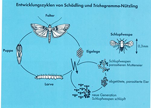 Tricho Protec gegen Lebensmittelmotten Schlupfwespen - 6