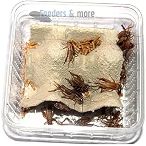 1 Dose grosse Heimchen, Futterinsekten Futtertiere