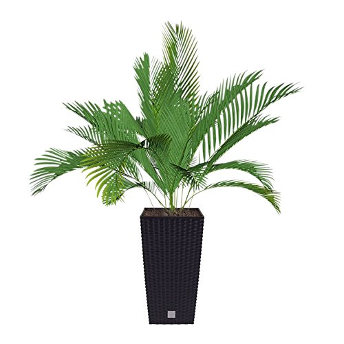 Prosper Plast DRTS225-S433 - Cuadrado maceta 