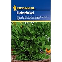 Maggikraut Liebstöckel mehrjährig