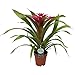Produktbild Breasy - Bromelie Guzmania Deseo Rosa - weiße Dekoration Keramik Topf ø13 cm - Höhe von Bromelia 45 cm - Qualität aus Holland - Frisch vom Züchter - Ausgezeichnetes Geschenk