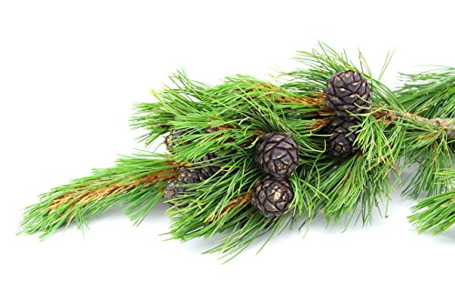Bio-Zirbenöl | 10ml - 8