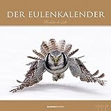 Image de Der Eulenkalender 2016 - Eulen-Bildkalender (33 x 33) - mit Foliendeckblatt - Tierkalender