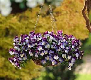 Bargain4u Pansy Trailing Winter Flowering Cool Wave