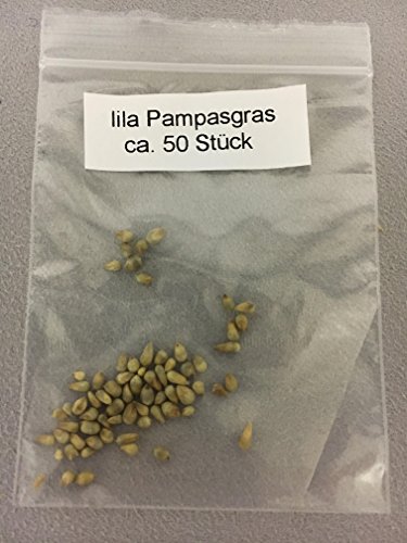 Lila Pampasgras / Ziergras (Cortaderia selloana) ca. 50 Samen - 6