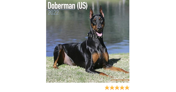 Amazon.fr - Doberman (Us) 2022 Wall Calendar - Avonside Publishing Ltd -  Livres