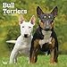 Produktbild Bull Terriers - Bull Terrier 2019 - 18-Monatskalender mit freier DogDays-App (Wall-Kalender)